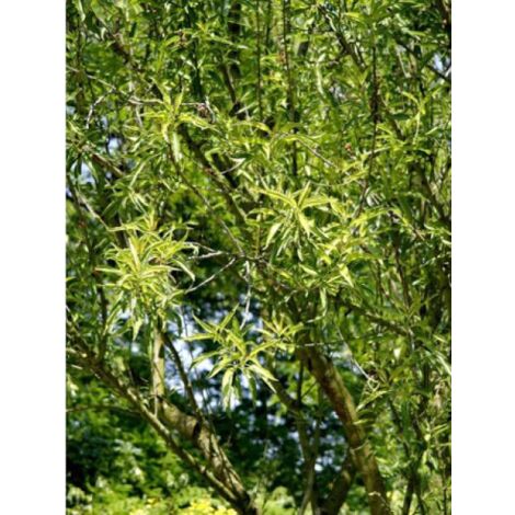 Amandier 'Princesse' Pot de 7,5L/10L, Gobelet