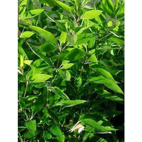 Bambou à feuilles de Ruscus Pot de 2L/3L (1/2)