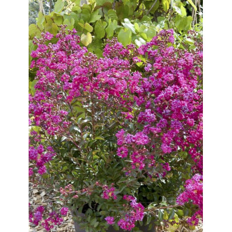 Lilas des Indes 'Terrasse Rose' arbuste compact – Fleurs roses soutenues – Hauteur à maturité 150 cm – Rustique jusqu'à -15°C – Pot de 3L/4L (1/3)