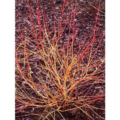 Cornouiller sanguin 'Winter Beauty' Pot de 2L/3L (1/2)