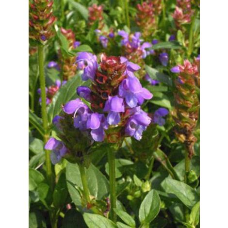 Brunelle, Prunelle Sachet de 0.5g (1/2)