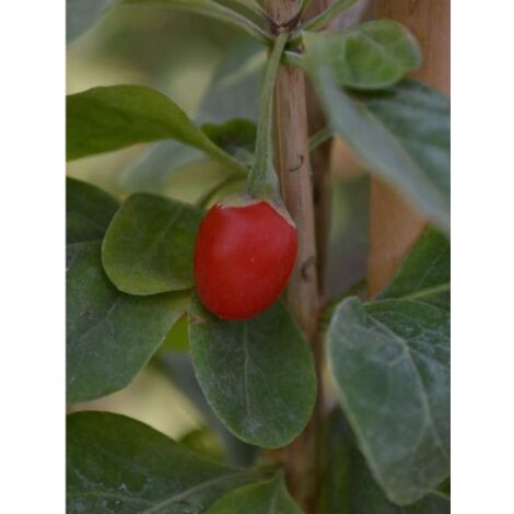 Lyciet chinensis Pot de 2L/3L (1/3)
