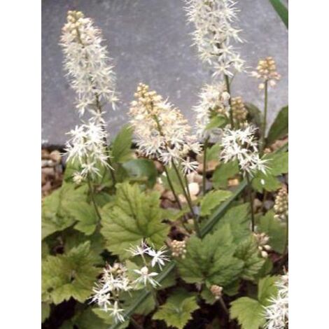 Tiarelle cordifoliée 'Moorgrun' Godet de 8/9 cm (1/3)