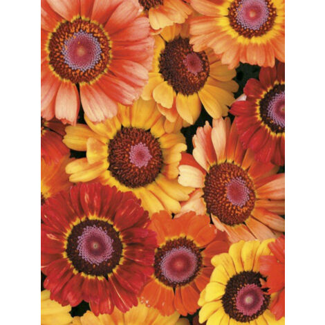 Chrysanthème à carène 'Sunset' le sachet de 300 graines (1g) (1/2)