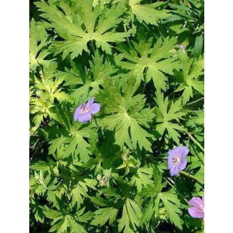 Géranium vivace 'Blue Sunrise'® Godet de 8/9 cm (1/3)