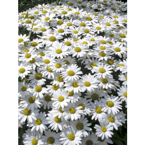 Marguerite 'Snow Lady' Pot de 2L/3L