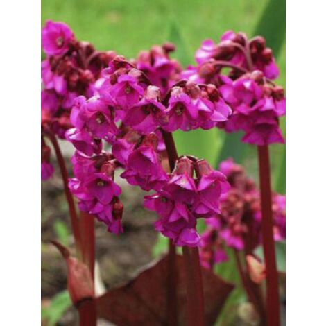 Bergénia 'Ouverture' Godet de 8/9 cm (1/4)