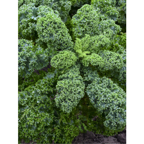 Chou frisé Kale 'Blue Scotch Curled' le sachet de 250 graines (1g)