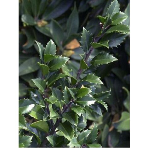 Houx 'Heckenstar'® Pot de 2L/3L