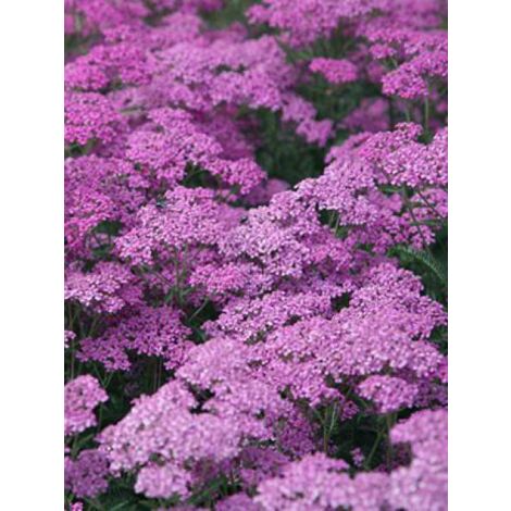 Achillée millefeuille 'Lilac Beauty' Godet de 8/9 cm