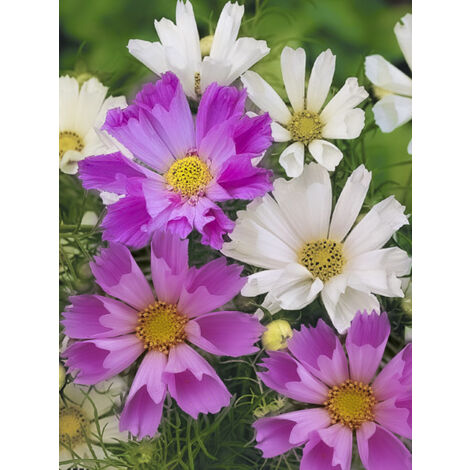 Cosmos 'Sea Shells' le sachet de 150 graines (1g) (1/2)