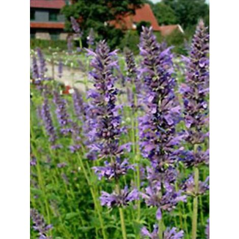 Agastache 'Serpentine' Godet de 8/9 cm (1/3)
