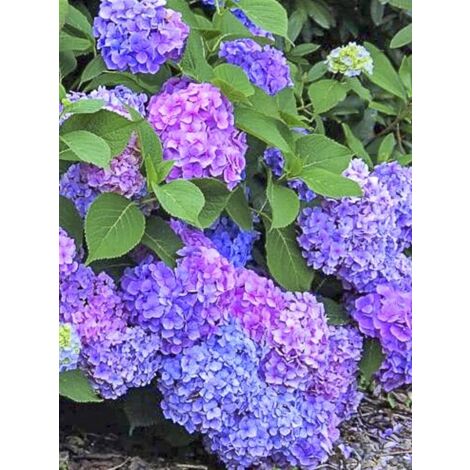 Hortensia 'Renate Steiniger' Pot de 2L/3L (1/5)