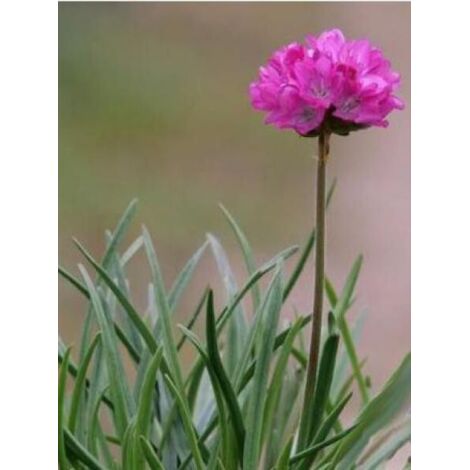 Gazon d'Espagne, Armérie maritime 'Splendens Perfecta' Pot de 2L/3L (1/2)