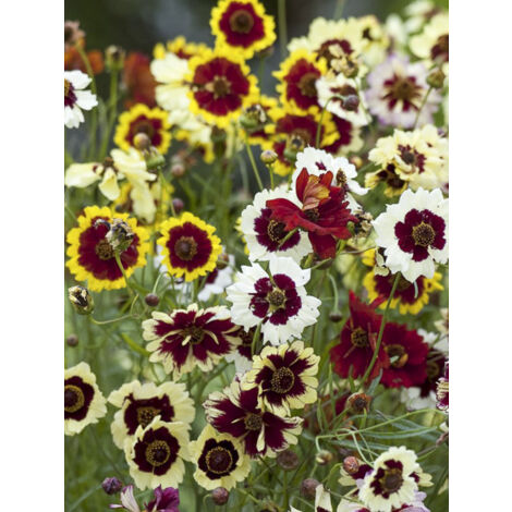 Coréopsis 'Incredible' le sachet de 400 graines (0,15g) (1/2)