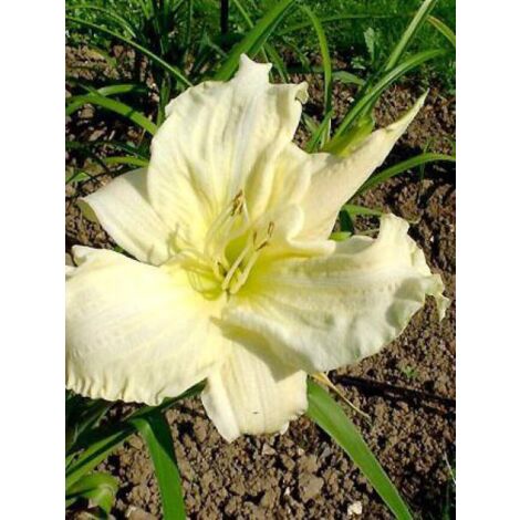 Lis d'un jour, Hémérocalle 'White Temptation' Godet de 8/9 cm