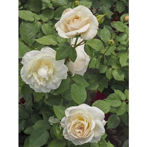Rosier moderne 'Princesse Astrid de Belgique ' Pot de 4L/5L