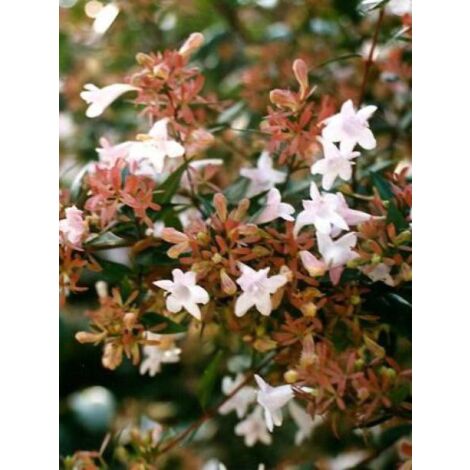 Abélia à grandes fleurs Pot de 7,5L/10L (1/5)