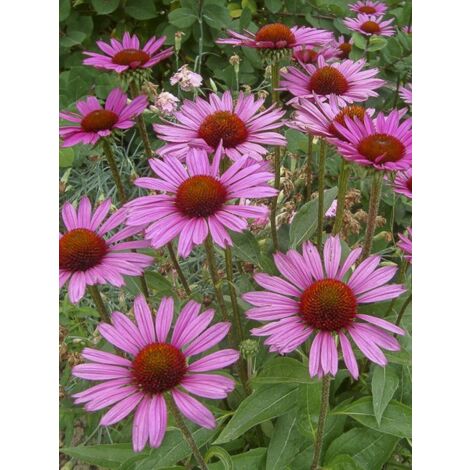 Rudbeckia pourpre 'Little Magnus' Godet de 8/9 cm