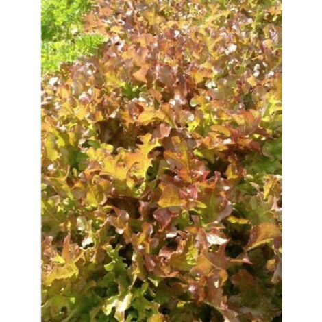 Laitue à couper 'Red Salad Bowl' le sachet de 2500 graines (3g) (1/3)