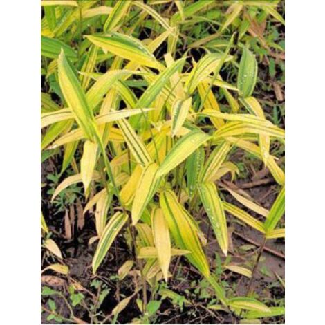 Pleioblastus auricoma Pot de 1L/1,5L (1/4)