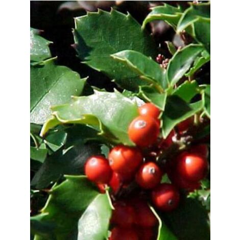 Houx 'Blue Princess' Pot de 2L/3L (1/4)