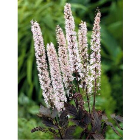 Bugbane ramosa 'Pink Spike' Godet de 8/9 cm