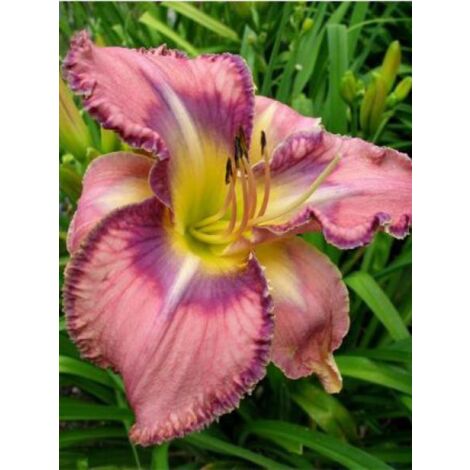 Lis d'un jour, Hémérocalle 'Mildred Mitchell' Godet de 8/9 cm (1/2)