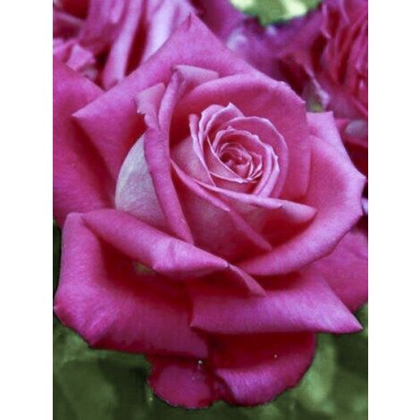 Rosier 'Lolita Lempicka ' Pot de 4L/5L