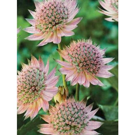 Grande Astrance 'Florence'® Godet de 8/9 cm (1/2)