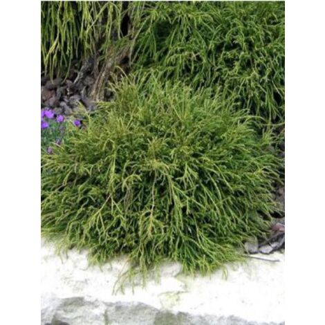 Cyprès Sawara 'Filifera Nana' Pot de 2L/3L (1/3)