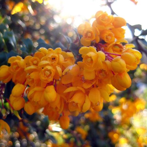Berberis darwinii Compacta - Épine-vinette Pot de 2L/3L (1/2)