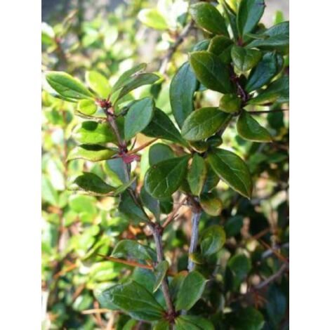Épine-vinette 'Parkjuweel' Pot de 2L/3L (1/5)