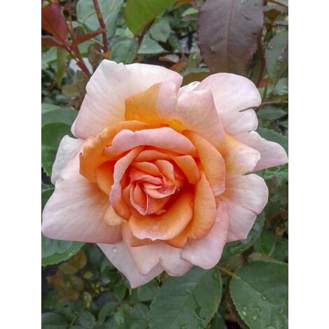 Rosier moderne 'Belle du Seigneur ' Pot de 4L/5L (1/4)