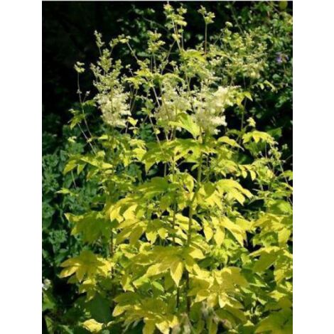 Filipendula ulmaria 'Aurea' Godet de 8/9 cm