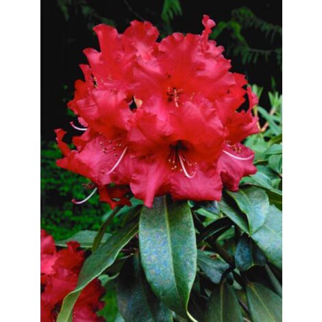 Rhododendron x 'Halfdan lem' Pot de 4L/5L (1/3)