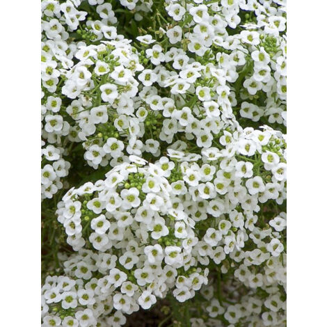Alysse odorante 'Sweet White' le sachet de 6400 graines (3g)