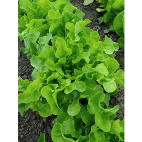 Laitue feuille De Chêne Blonde A Graine Noire le sachet de 2500 graines (3g) (1/2)