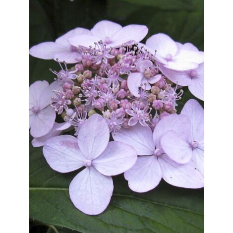 Hortensia 'Tiara' Pot de 2L/3L (1/4)