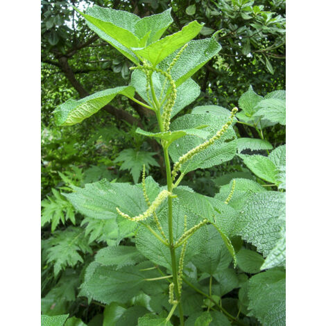 Boehmeria biloba Godet de 8/9 cm (1/2)