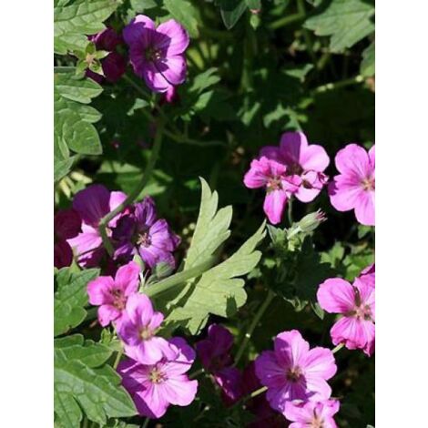 Géranium vivace 'Russel Prichard' Godet de 8/9 cm (1/3)