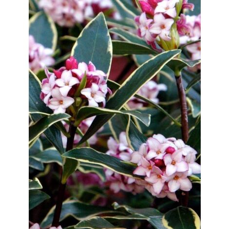 Bois-joli odorant 'Aureomarginata' Pot de 2L/3L
