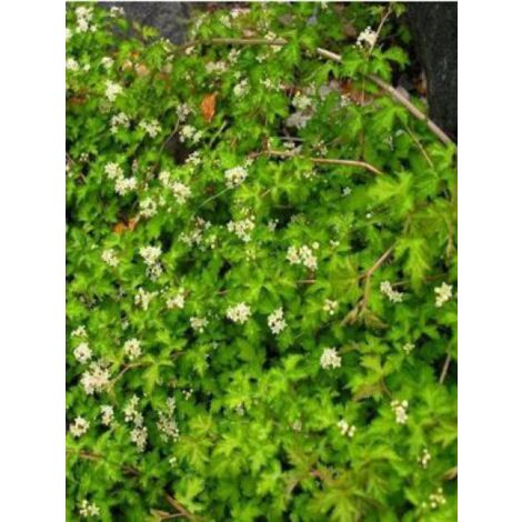 Stephanandra incisa 'Crispa' Godet de 8/9 cm (1/4)