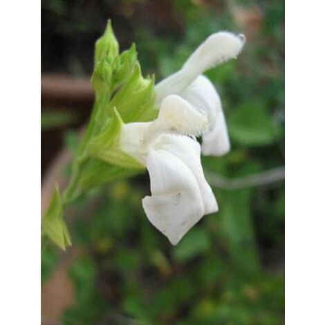 Sauge 'Alba' Godet de 8/9 cm