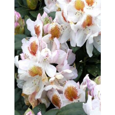 Rhododendron  'Mrs T.H. Lowinski' Pot de 4L/5L (1/3)