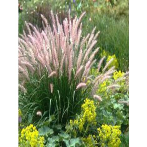 Herbe aux écouvillons orientale Pot de 2L/3L