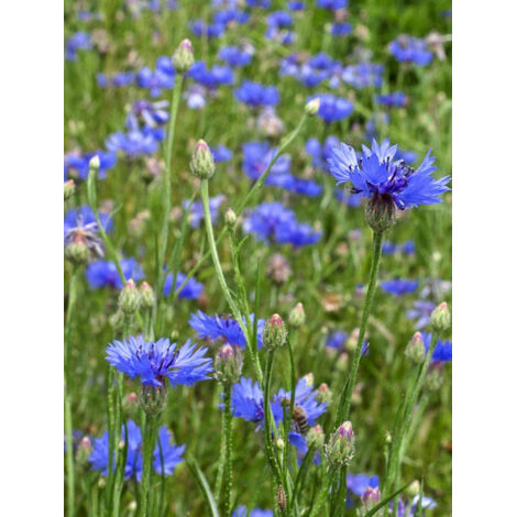 Bleuet sauvage le sachet de 350 graines (2g)
