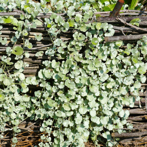 Dichondra rampant 'Silver Falls' le sachet de 10 graines