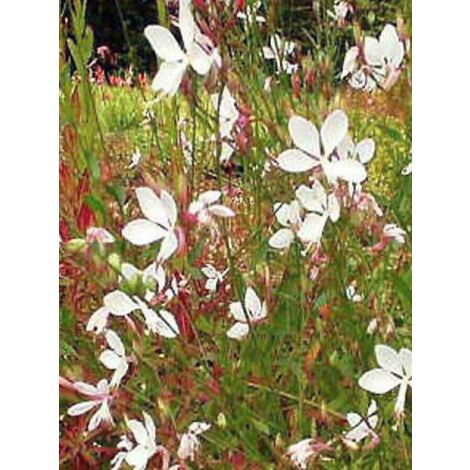 Gaura lindheimeri 'Whirling Butterflies' – Plante fleurie d'intérieur – Très florifère – Rusticité jusqu'à -23°C – Godet de 8/9 cm