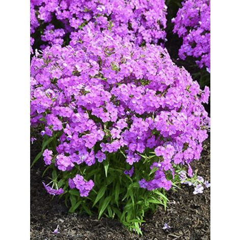 Phlox nain 'Forever Pink' Godet de 8/9 cm